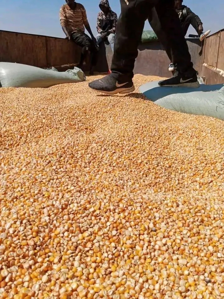 Milho 🌽